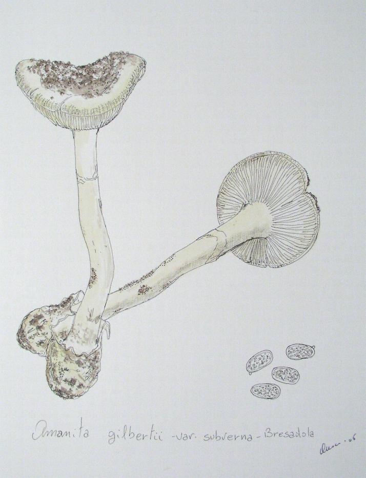 Amanita gilbertii var. subverna Bertault & Parrot